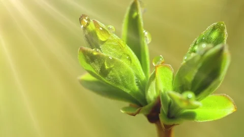 Bud normal 2 動画素材 90772499