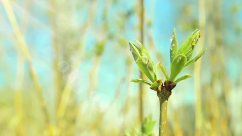 Bud normal 3 Stock Footage 90772502