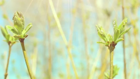 Bud normal 4 Video stock 90772505