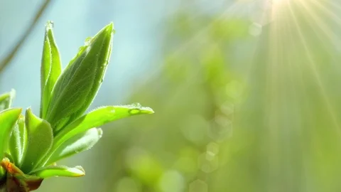 Bud normal 5 Stock Footage 90772510