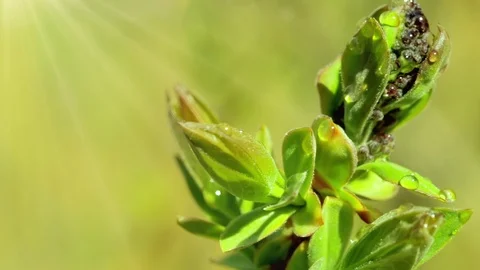 Bud normal 6 Stock Footage 90772509