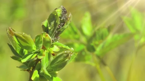 Bud normal 7 Stock Footage 90772513