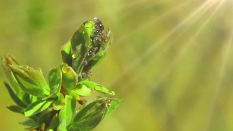 Bud normal 8 Stock-Footage 90772516