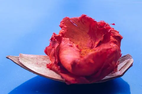 A bud of an open dry rose on a shell on a blue background. Stock Photos