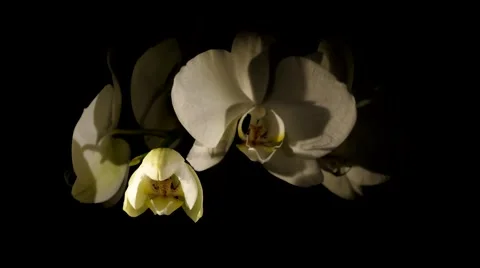 Bud of orchid opening Stock Footage 47777127