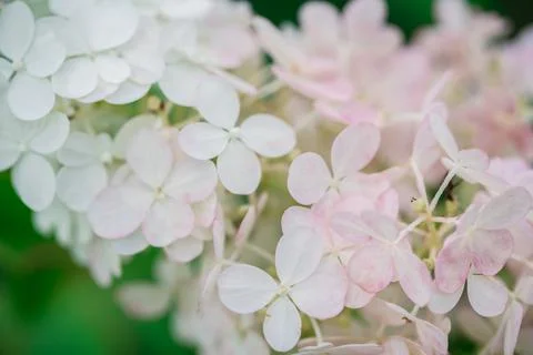 Bud of panicle hydrangea closeup Stock Photos