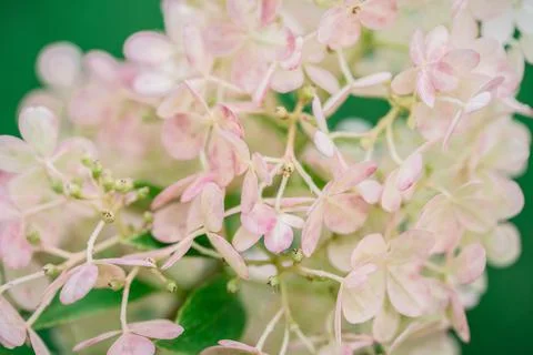 Bud of panicle hydrangea closeup Foto stock