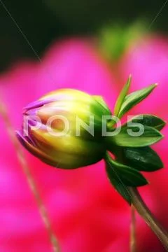 Bud of peony flower early morning Stock Photos