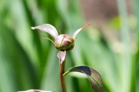 Bud of Peony Stock Photos
