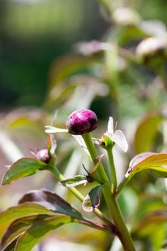 Bud of Peony Stock Photos