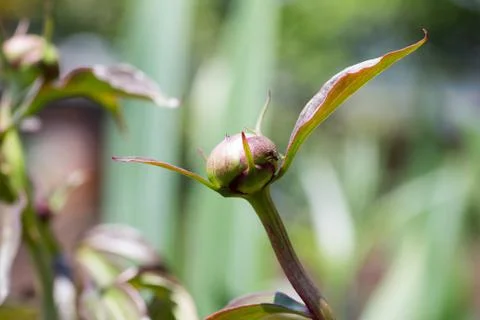 Bud of Peony Stock Photos
