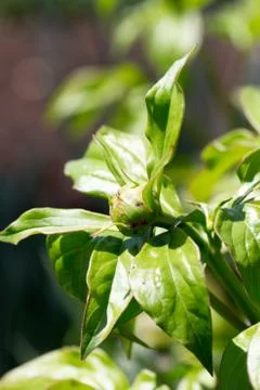 Bud of Peony Stock Photos