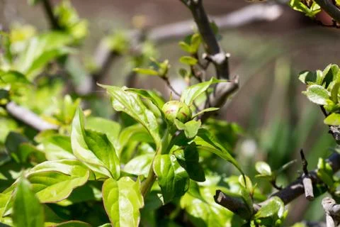 Bud of Peony Stock Photos