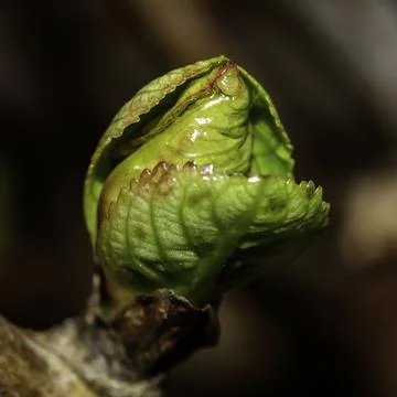 Bud of a plant Stock Photos