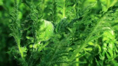 Bud of a poppy in the rain Stock Footage 76466348