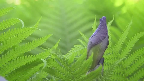 A bud of purple Iris Stock-Footage 155035321