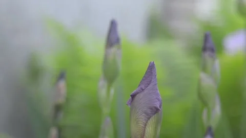 A bud of purple Iris (Iris L., 1753) Video stock 155035356