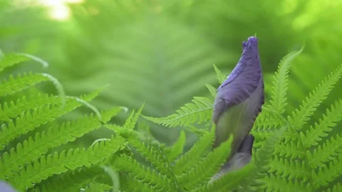 A bud of purple Iris (Iris L., 1753) 스톡 동영상 155035415