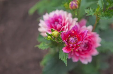 Bud of red aster. blooming red flower bud Stock Photos