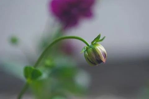 Bud of red aster. blooming red flower bud Stock Photos