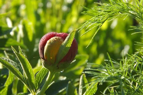 Bud of a red peony close-up, spring. Foto stock