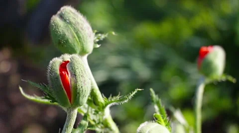 Bud red poppy Stock Footage 51672428