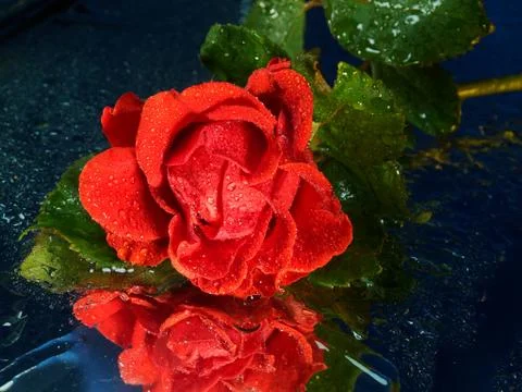 Bud of a red rose in drops close-up. Mirror background. Foto stock