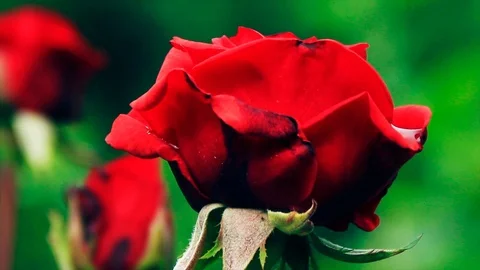 A bud of a red rose on a green background wobbles in the wind Stock Footage 96746752