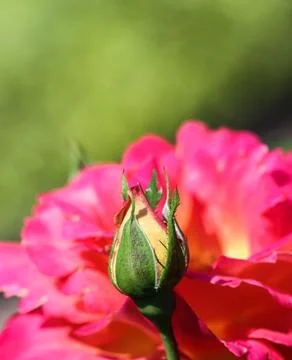 A bud on red rose petals background 스톡 사진