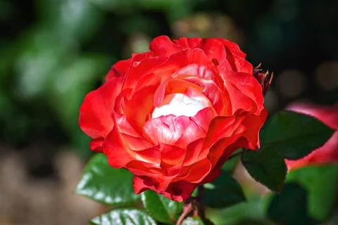 Bud of a red rose. Stock Photos