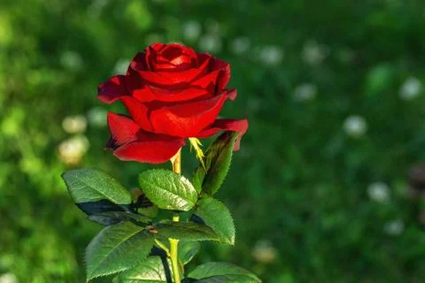 Bud of a red rose. Stock Photos