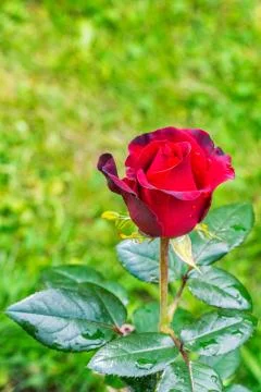 Bud of a red rose. Stock Photos