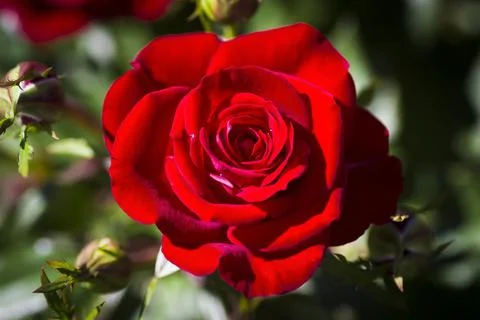 A bud of a red rose Stock Photos