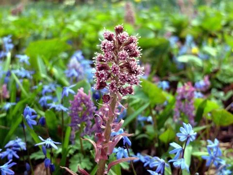 Bud of red spring flower in the field of spring flowers Stock Photos