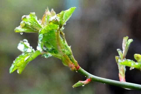 Bud of the rose Stock Photos