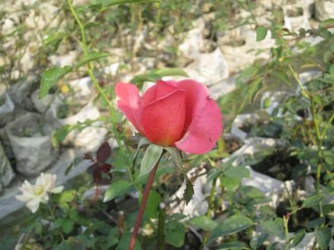 Bud of Rose Фото