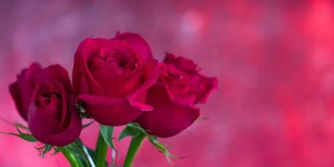 Bud roses Stock Photos