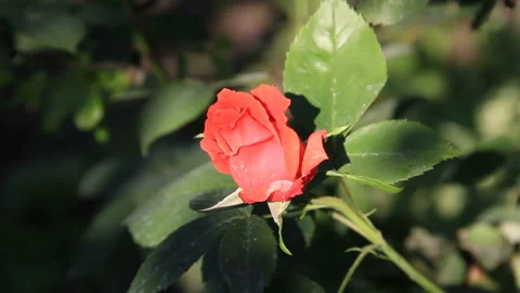 Bud of scarlet rose Stock-Footage 113519305