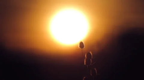 Bud spikes at sunset. Sunset through the trees. Video stock 58391628