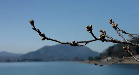 Bud before spring, 4k color graded (4000x2160) Stock-Footage 49873597