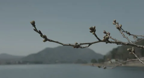 Bud before spring, 4k  non color graded (4000x2160) Video stock 49874139