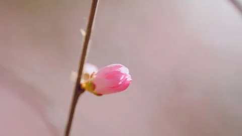 A bud in spring Stock Footage 256902859