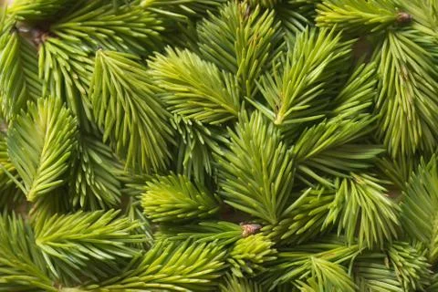 Bud spruce top view Stockfoto's