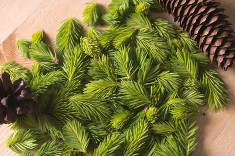 Bud spruce top view Stock Photos