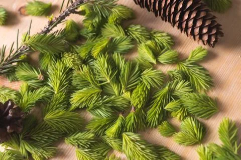Bud spruce top view Stockfoto's