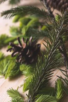Bud spruce top view Stockfoto's