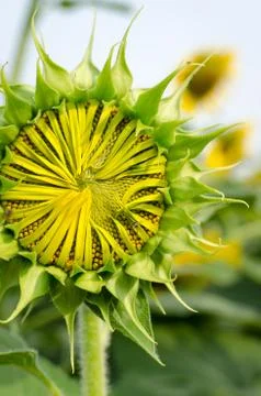 Bud of sunflower Stock Photos