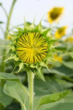 Bud of sunflower Stock Photos