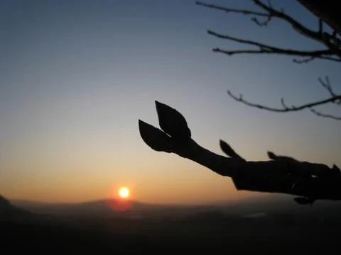 Bud in the sunset Stock Photos