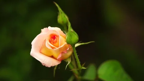 A bud of a tea rose swaying in the wind. Slow motion Video stock 77224918